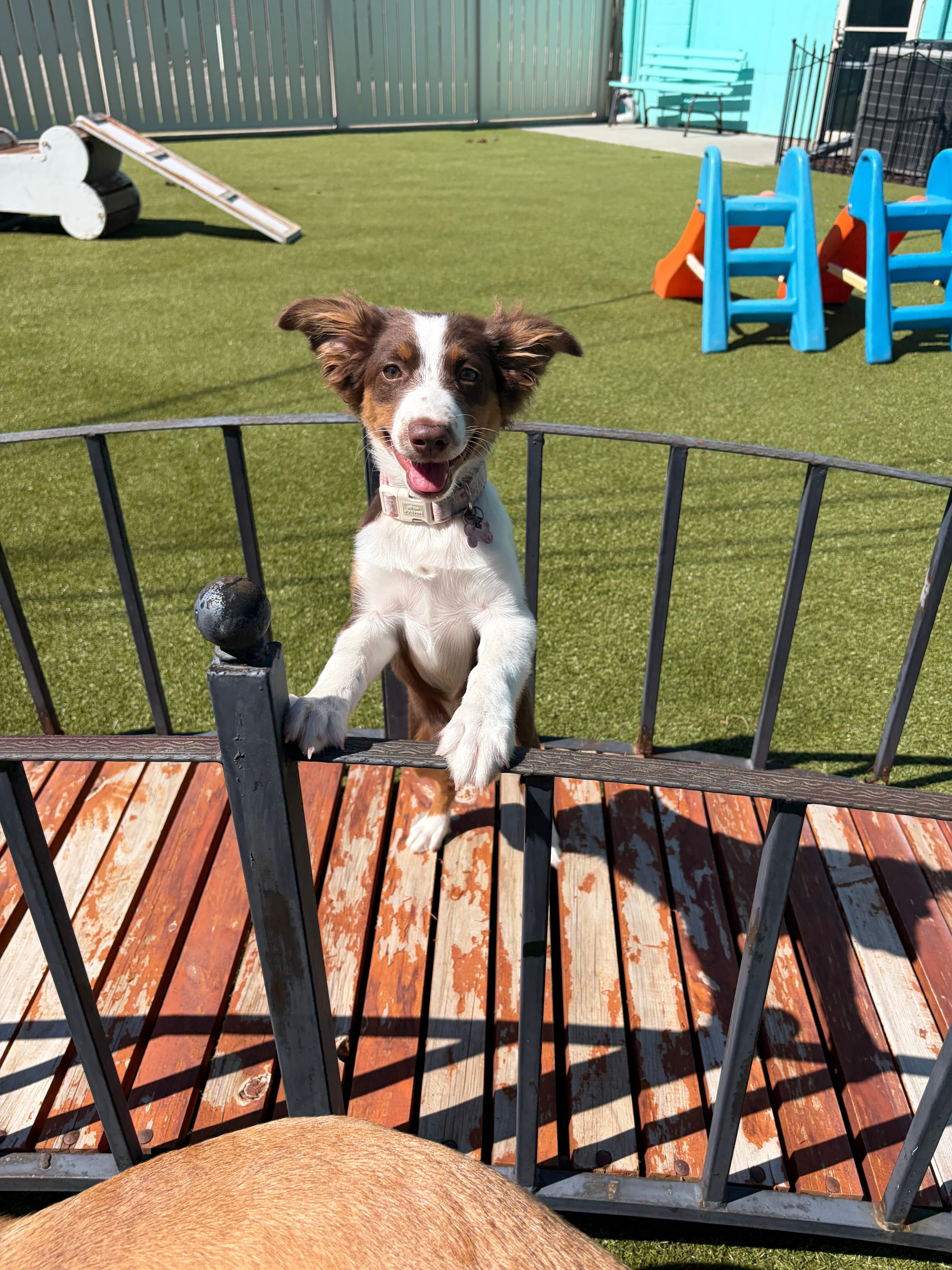 Happy puppy