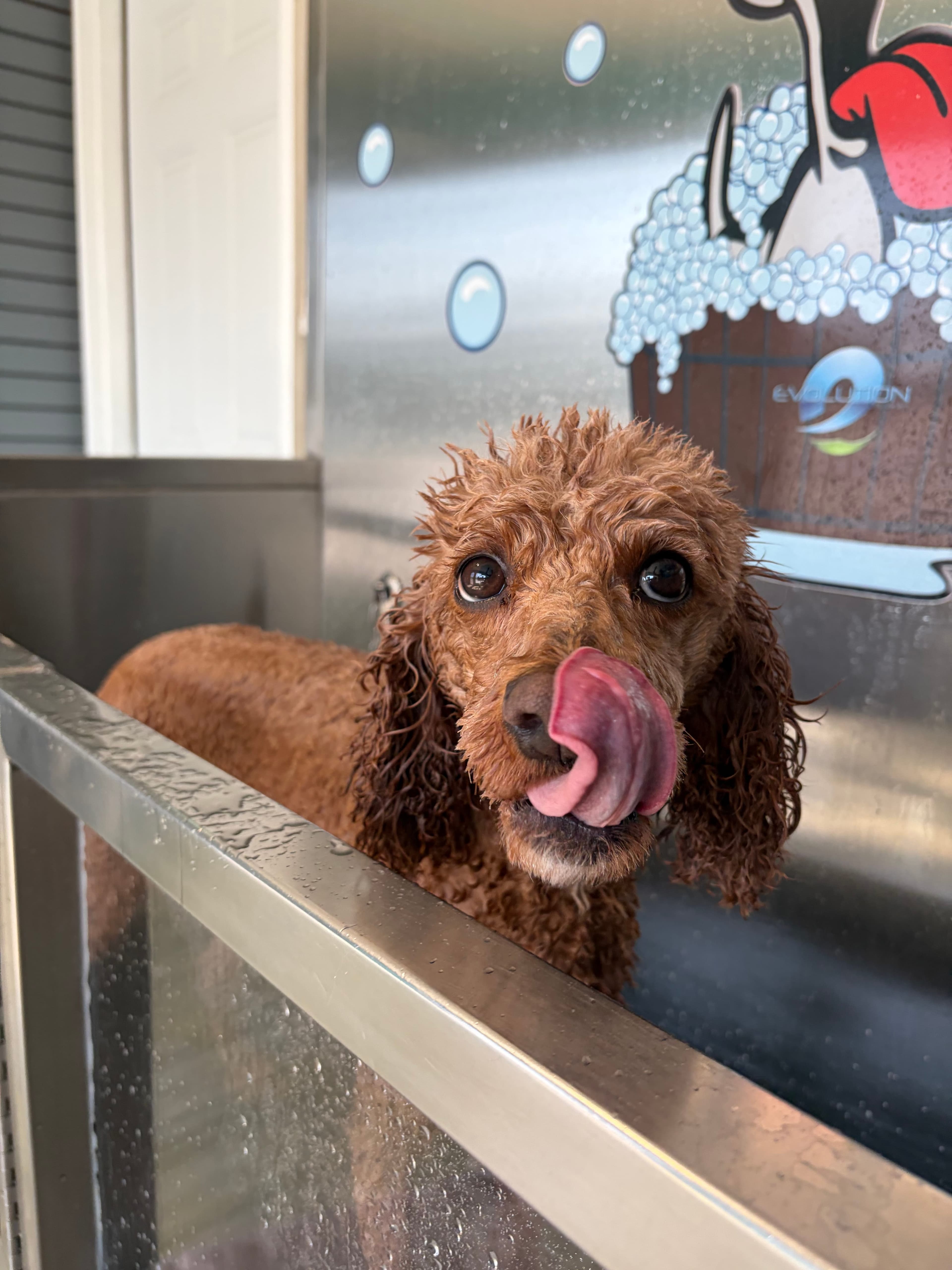 Doodle bath time
