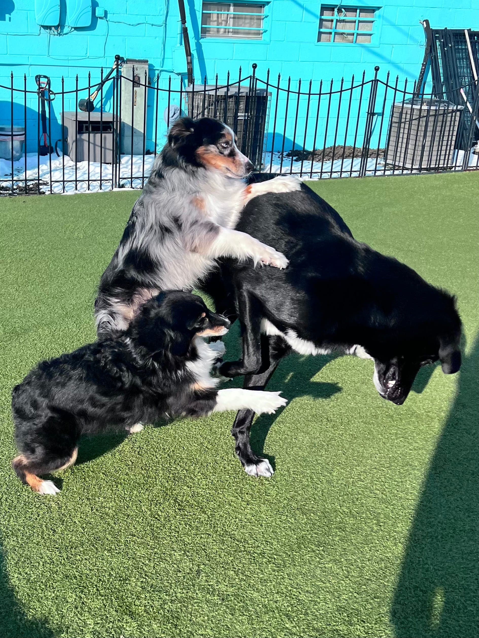 Dogs playing on the canine turf yard