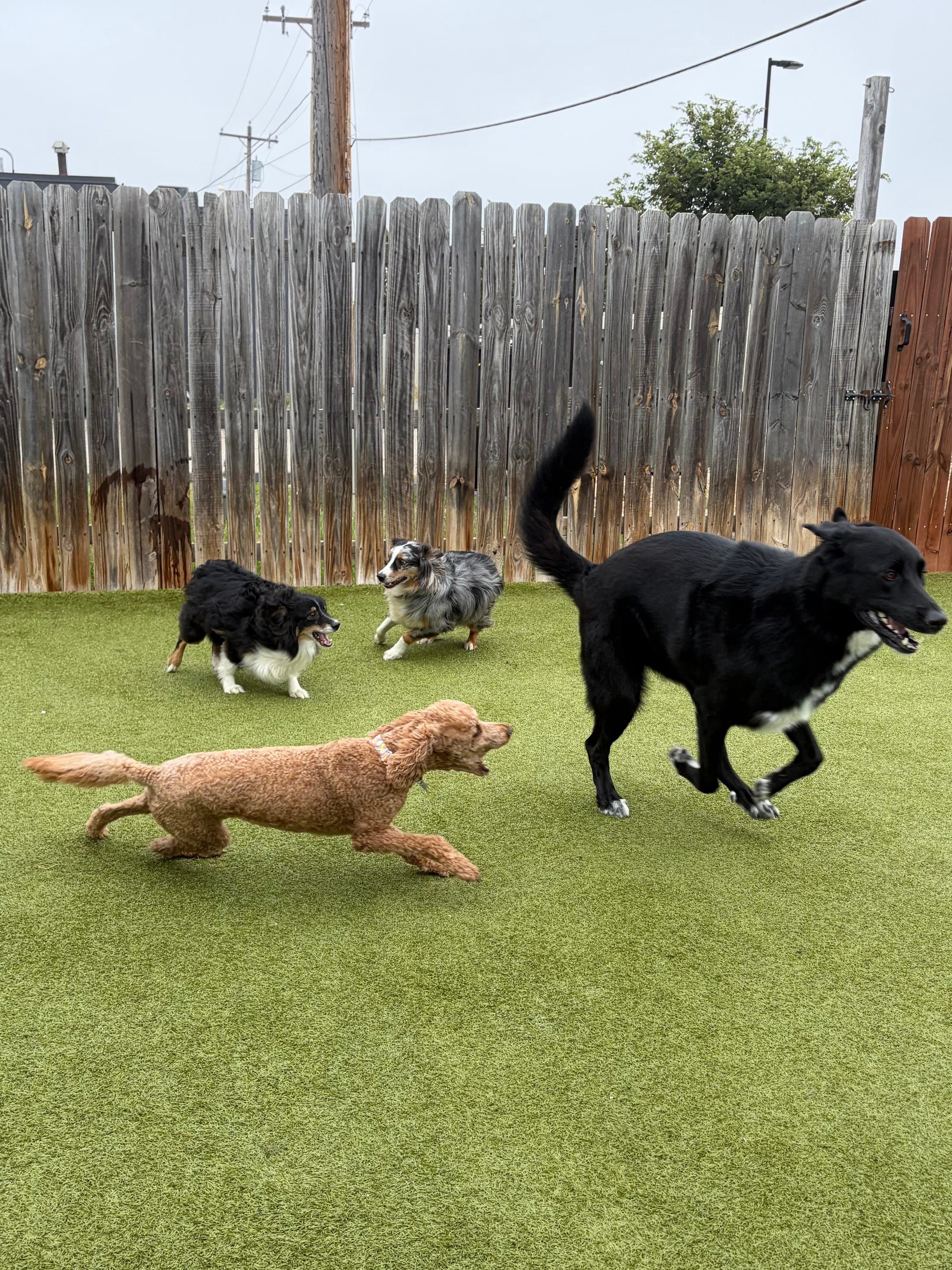 Daycare playdate